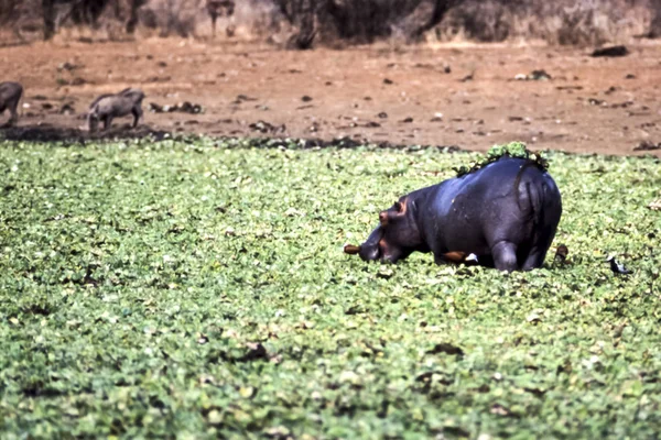 Hipopótamo Hippopotamus Amphibius Parque Nacional Kruger Mpumalanga Sudáfrica África — Foto de Stock