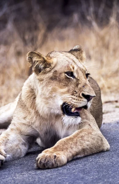 León. — Foto de Stock