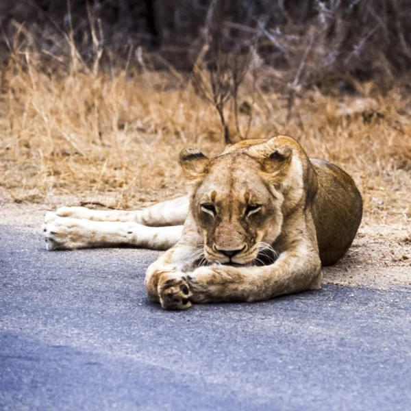 Löwe Panthera Leo Kruger Nationalpark Mpumalanga Südafrika Afrika — Stockfoto