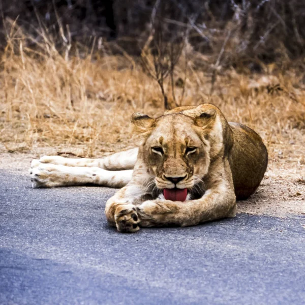 León Panthera Leo Parque Nacional Kruger Mpumalanga Sudáfrica África — Foto de Stock