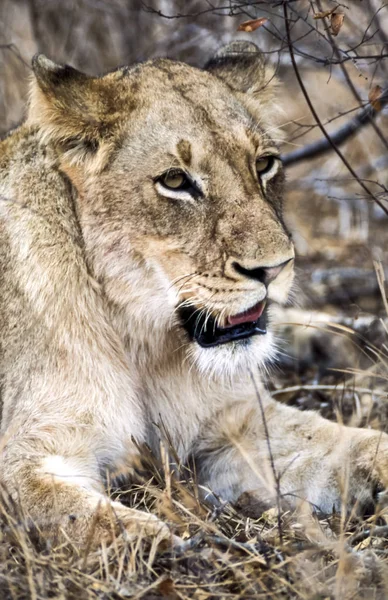 Leeuw Panthera Leo Kruger National Park Mpumalanga Zuid Afrika Afrika — Stockfoto