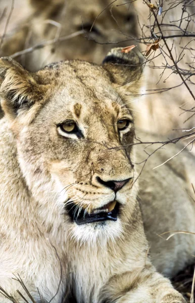 Lion Panthera Leo Kruger National Park Mpumalanga África Sul África — Fotografia de Stock