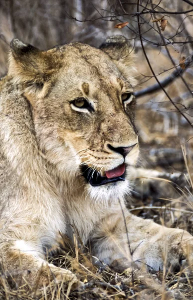 Aslan — Stok fotoğraf