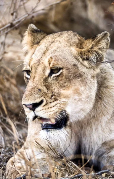 Lion Panthera Leo Kruger National Park Mpumalanga South Africa Africa — Stock Photo, Image