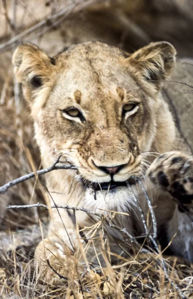 León Panthera Leo Parque Nacional Kruger Mpumalanga Sudáfrica África — Foto de Stock