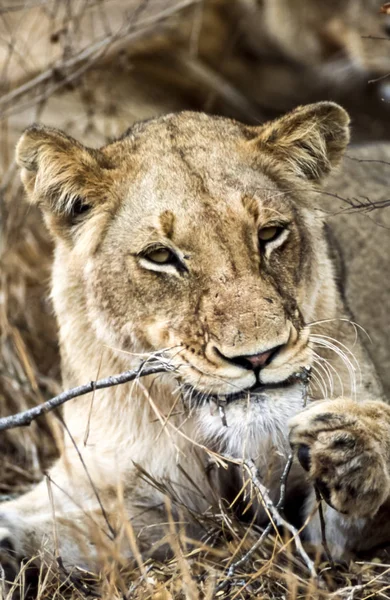 León Panthera Leo Parque Nacional Kruger Mpumalanga Sudáfrica África — Foto de Stock