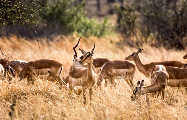 Impala. — Fotografia de Stock