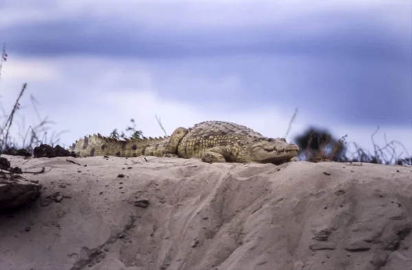 Κροκόδειλος Του Νείλου Crocodylus Niloticus Selous Game Reserve Περιφέρειας Μορογκόρο — Φωτογραφία Αρχείου