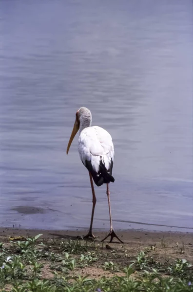 Gelbschnabelstorch Mycteria Ibis Selous Wildreserve Morogoro Tansania Afrika — Stockfoto