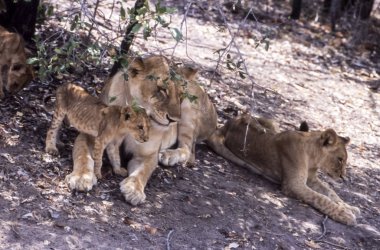 Aslan (Panthera leo), Selous Game Reserve, Morogoro, Tanzanya, Afrika