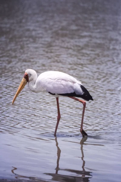 Yellowbilled Nimmerzat Mycteria Ibis Selous Game Reserve Morogoro Tanzania Afrika — Stockfoto