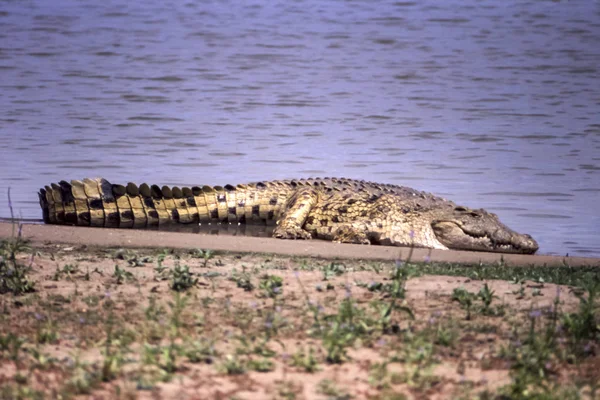 Crocodilo do Nilo — Fotografia de Stock