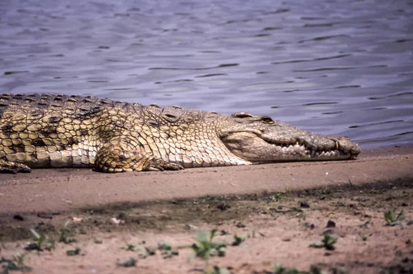 Crocodilo do Nilo — Fotografia de Stock