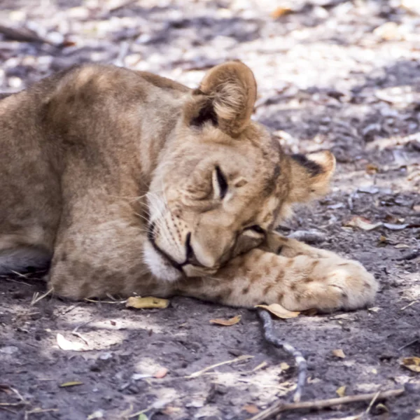 Lion Panthera Leo Selous Game Reserve Morogoro Tanzanie Afrique — Photo