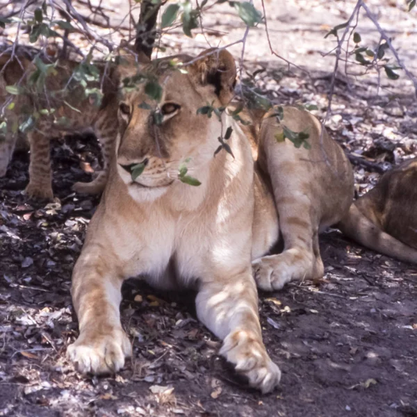 Leão Panthera Leo Reserva Selous Game Morogoro Tanzânia África — Fotografia de Stock