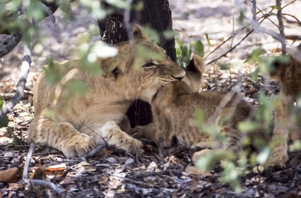 Leão Panthera Leo Reserva Selous Game Morogoro Tanzânia África — Fotografia de Stock