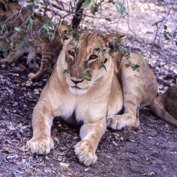 Leão Panthera Leo Reserva Selous Game Morogoro Tanzânia África — Fotografia de Stock