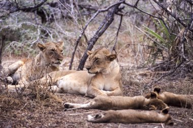 Aslan (Panthera leo), Selous Game Reserve, Morogoro, Tanzanya, Afrika