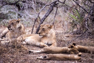 Aslan (Panthera leo), Selous Game Reserve, Morogoro, Tanzanya, Afrika