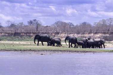 Fili (Loxodonta africana), Selous Game Reserve, Morogoro, Tanzanya, Afrika