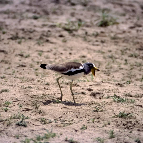 Com plover rebocada — Fotografia de Stock