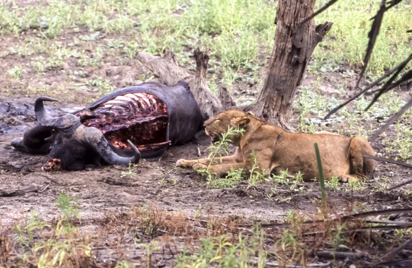 Leão Panthera Leo Reserva Selous Game Morogoro Tanzânia África — Fotografia de Stock