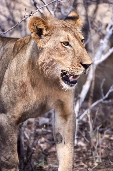 Lion Panthera Leo Selous Game Reserve Morogoro Tanzania Africa — Stock Photo, Image