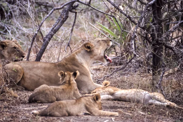 Leone Panthera Leo Selous Game Reserve Morogoro Tanzania Africa — Foto Stock