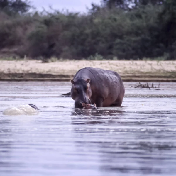 Flodhäst Hippopotamus Amphibius Selous Game Reserve Morogoro Tanzania Afrika — Stockfoto