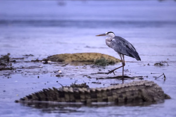 Graureiher Ardea Cinerea Selous Game Reserve Morogoro Tansania Afrika — Stockfoto