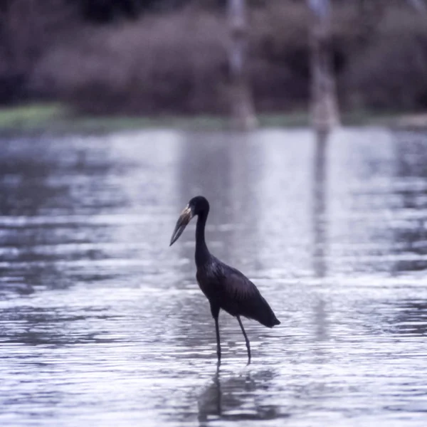 Openbilled Stork Anastomus Lamelligerus Selous Game Reserve Morogoro Tanzania Afric — Stock Photo, Image