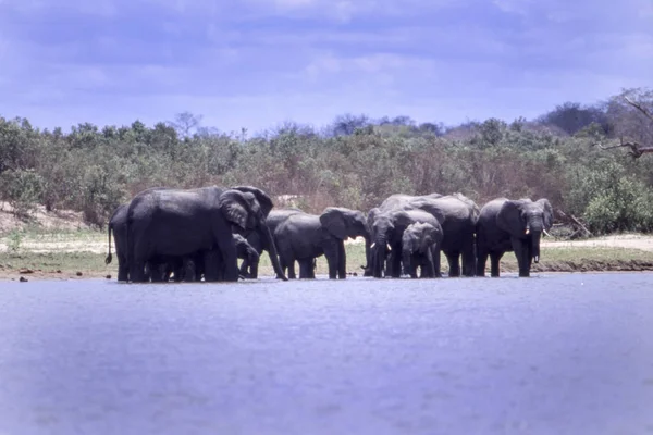 Elefante Loxodonta Africana Reserva Selous Game Morogoro Tanzânia África — Fotografia de Stock