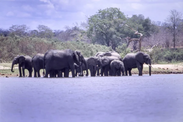 Elefante Loxodonta Africana Reserva Selous Game Morogoro Tanzânia África — Fotografia de Stock