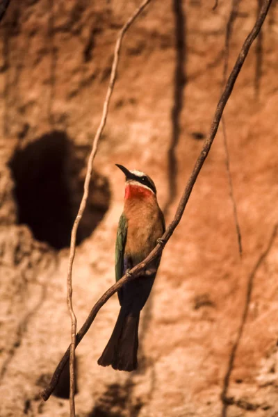 Whitefronted Biätare Merops Bullockoides Selous Game Reserve Morogoro Tanzania Afrika — Stockfoto