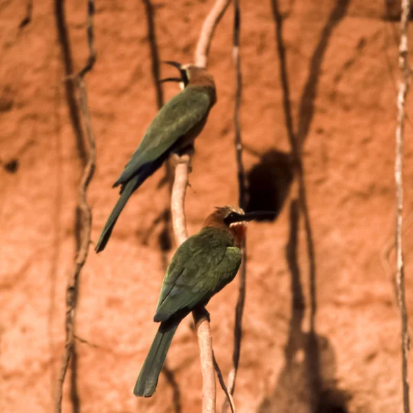 Whitefronted ハチクイ Merops Bullockoides セルース ゲーム リザーブ モロゴロ タンザニア アフリカ — ストック写真