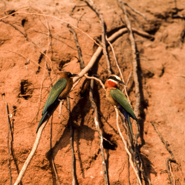 Whitefronted Bee-eater (Merops bullockoides), Selous Game Reserve, Morogoro, Tanzania, Africa