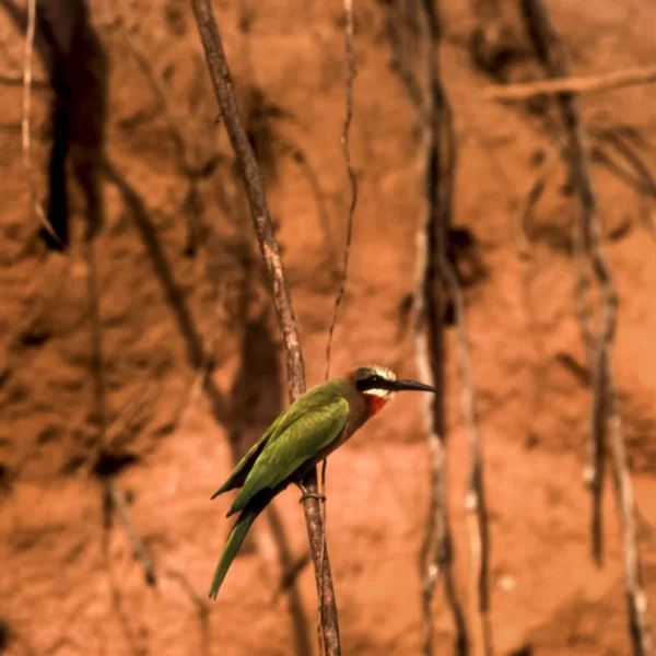 Whitefronted Бджолоїдка Merops Bullockoides Заповідник Selous Гра Morogoro Танзанія Африка — стокове фото