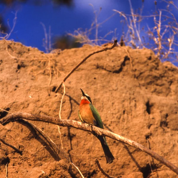 Whitefronted ハチクイ Merops Bullockoides セルース ゲーム リザーブ モロゴロ タンザニア アフリカ — ストック写真