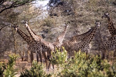 Giraffe (Giraffa camelopardalis), Selous Game Reserve, Morogoro, Tanzania, Africa clipart