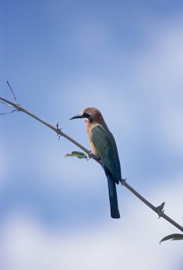 Whitefronted arı kuşugiller