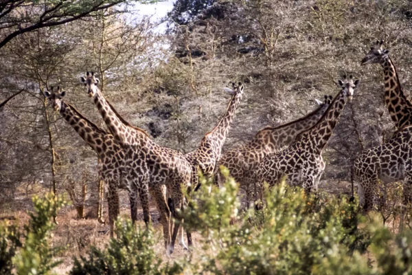 Zsiráf Giraffa Camelopardalis Selous Game Reserve Morogoro Tanzánia Afrika — Stock Fotó