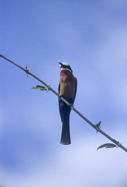 Whitefronted Żołna — Zdjęcie stockowe