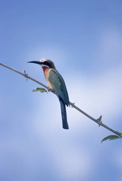 Whitefronted Bee-eater — Stock fotografie