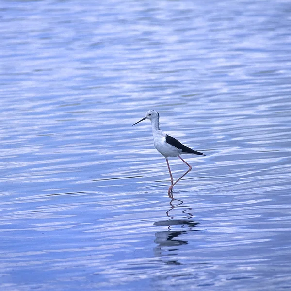 ZwartvleugelStilt — Stockfoto