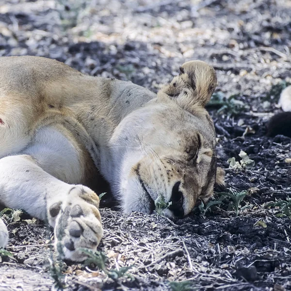 Lion Panthera Leo Selous Game Reserve Morogoro Tanzanie Afrique — Photo