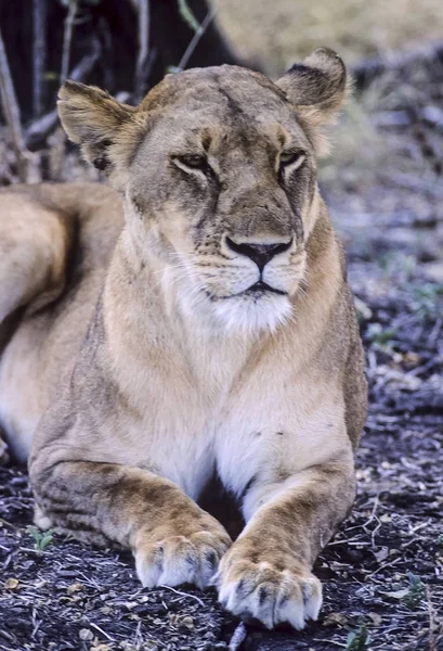 León Panthera Leo Reserva Caza Selecta Morogoro Tanzania África — Foto de Stock