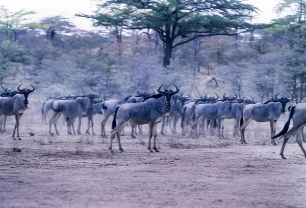 Blå Gnu Connochaetes Taurinus Selous Game Reserve Morogoro Tanzania Afrika — Stockfoto