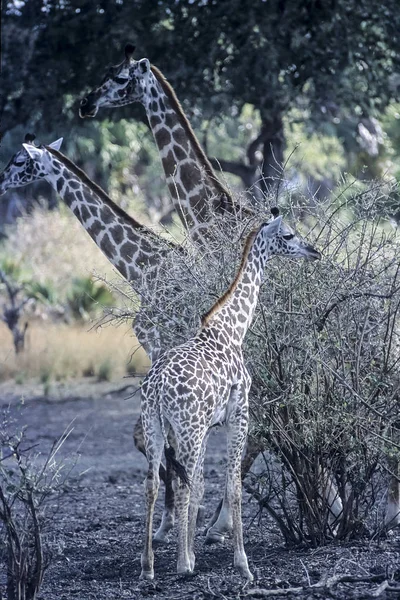 Girafa Giraffa Camelopardalis Reserva Selous Game Morogoro Tanzânia África — Fotografia de Stock