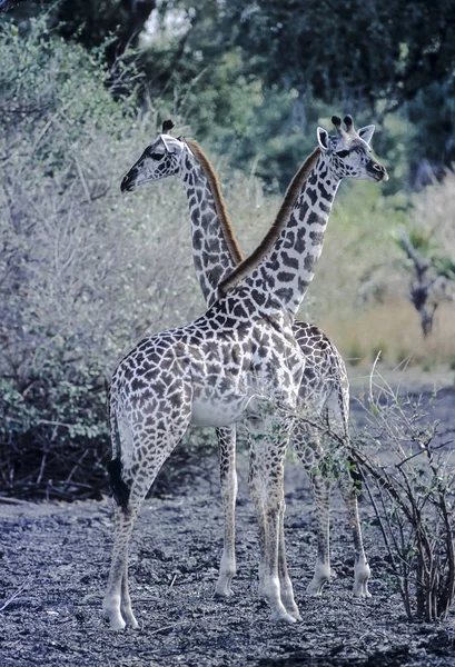 Giraffa Giraffa Camelopardalis Заповедник Селус Морогоро Танзания Африка — стоковое фото