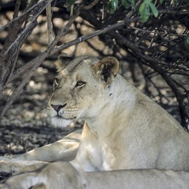 Aslan (Panthera leo), Selous Game Reserve, Morogoro, Tanzanya, Afrika